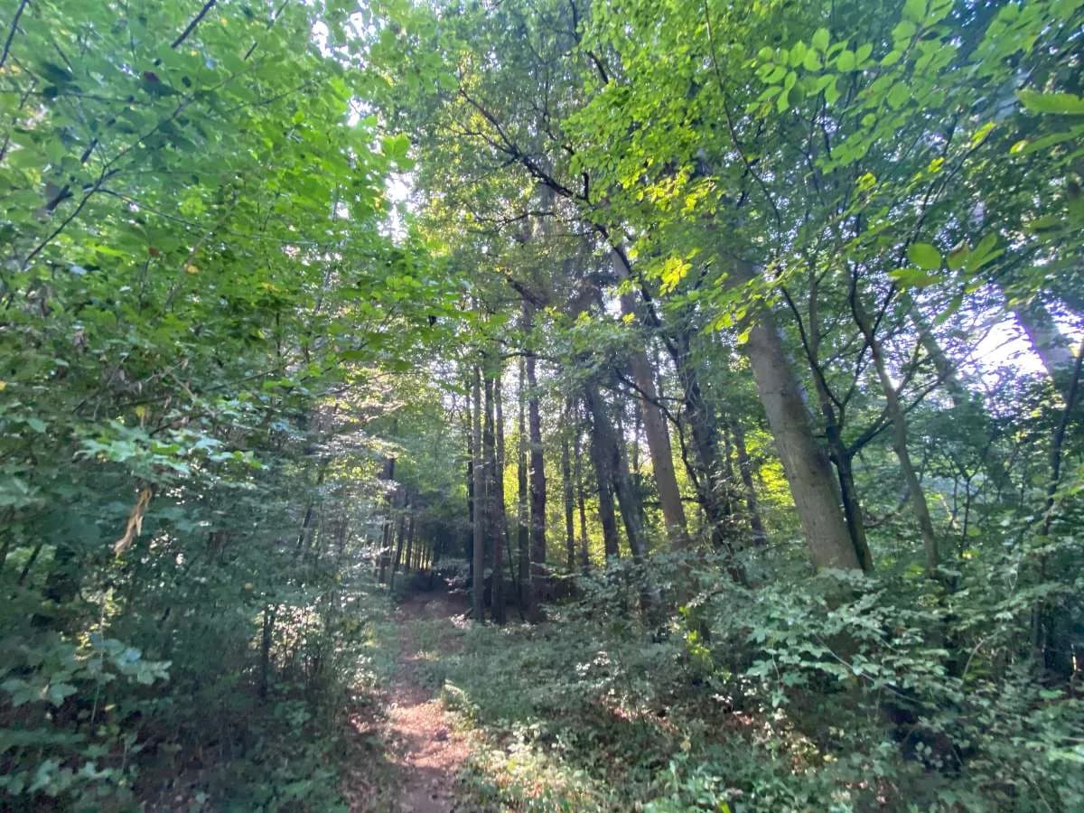 Immobilie kaufen in Südoststeiermark – 5 265 m² – Bild 2 von 6