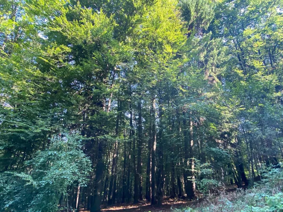 Immobilie kaufen in Südoststeiermark – 5 265 m² – Bild 3 von 6