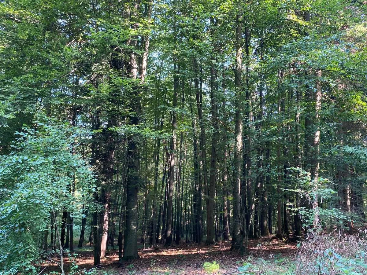 Immobilie kaufen in Südoststeiermark – 5 265 m² – Bild 4 von 6