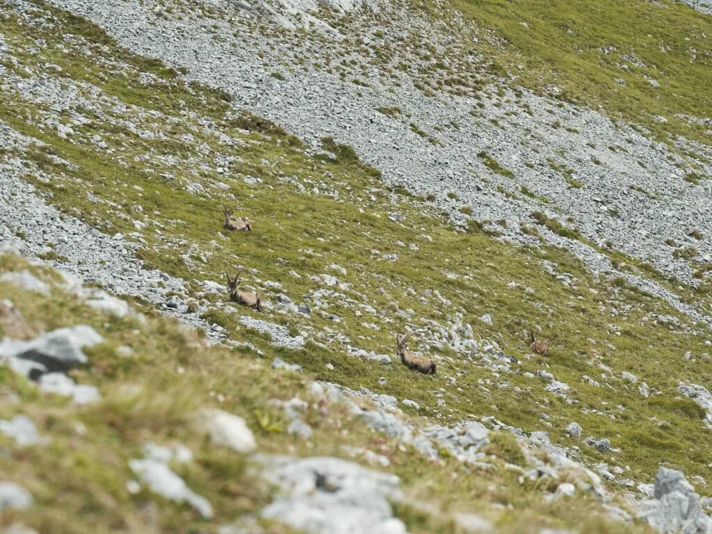 Immobilie kaufen in Spittal an der Drau – € 2.100.000 – Bild 4 von 7