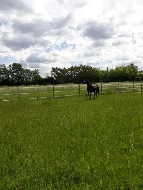 Immobilie kaufen in Gänserndorf – 4 000 m², € 290.000 – Bild 4 von 5