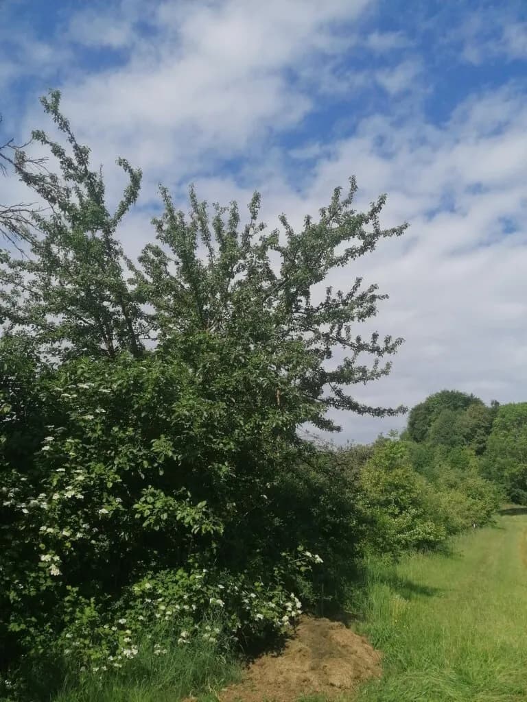 Grundstück mieten in Leibnitz – 1 486 m², € 100 – Bild 2 von 4