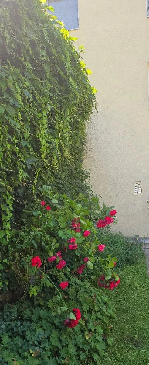2-Zimmer-Wohnung mieten in Wien – 58 m², € 877 – Bild 6 von 9