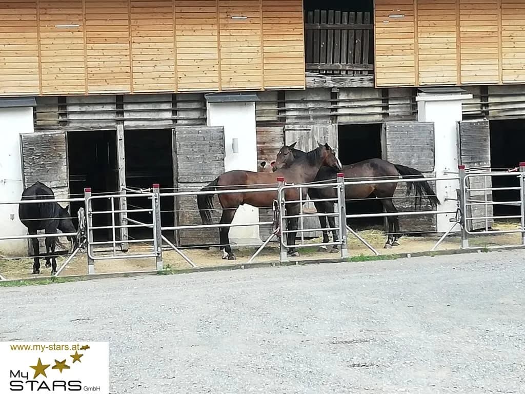 Immobilie mieten in Murtal – € 780 – Bild 2 von 15