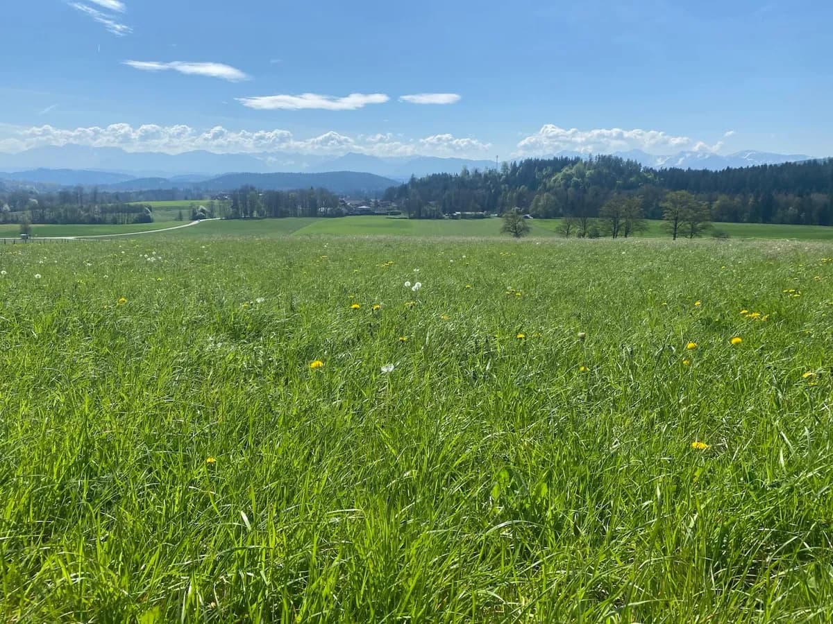 Grundstück kaufen in Feldkirchen – 980 m² – Bild 2 von 5