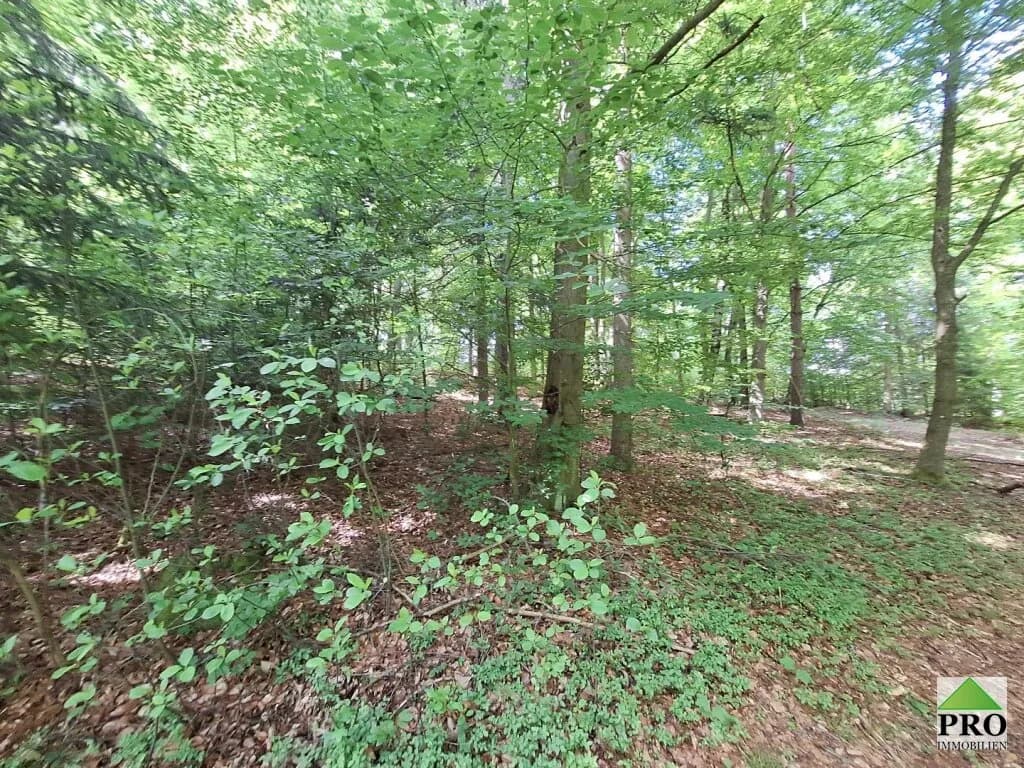 Grundstück kaufen in Gmünd – 251 286 m² – Bild 6 von 12