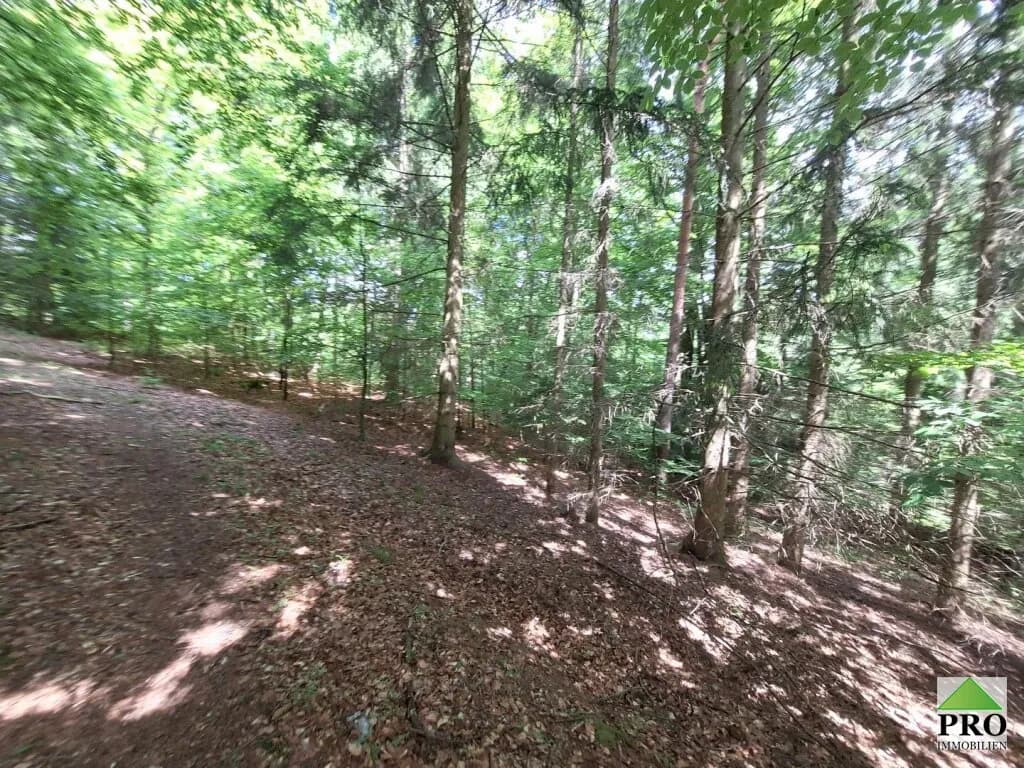 Grundstück kaufen in Gmünd – 251 286 m² – Bild 7 von 12