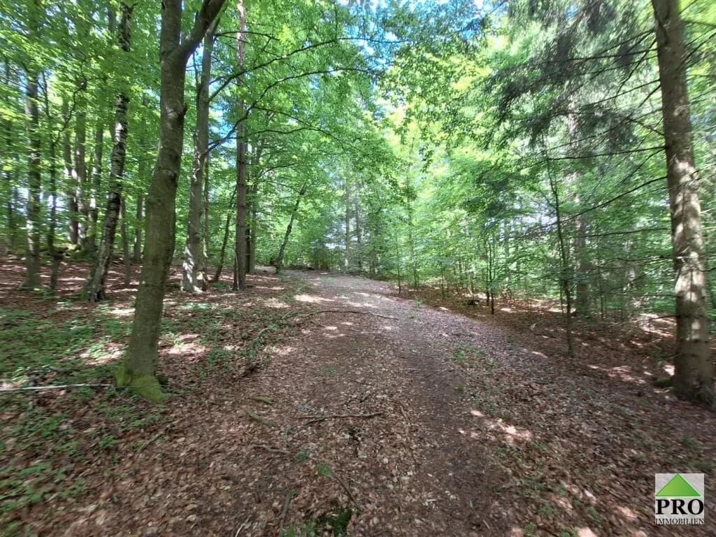 Grundstück kaufen in Gmünd – 251 286 m² – Bild 8 von 12