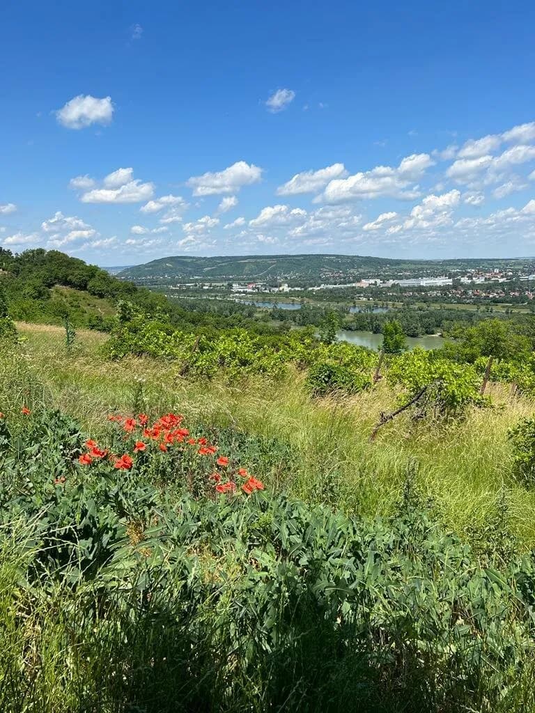 Grundstück kaufen in Wien – 1 790 m², € 561.000