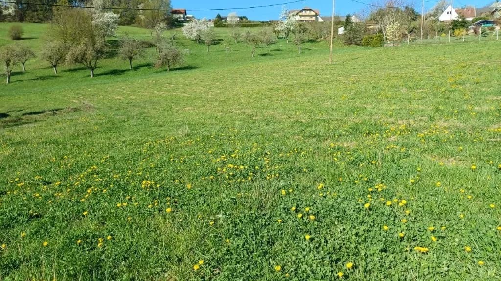 Grundstück kaufen in Jennersdorf – 3 980 m², € 111.440 – Bild 3 von 5
