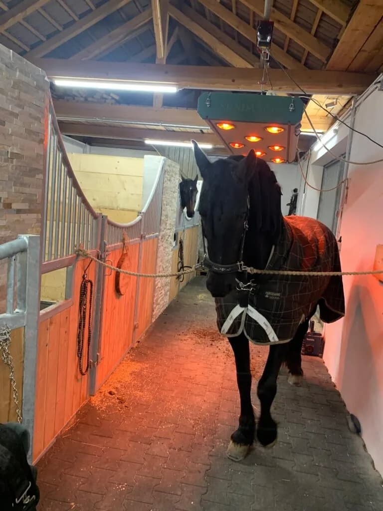 10-Zimmer-Grundstück kaufen in Völkermarkt – 750 m², € 1.500.000 – Bild 22 von 25