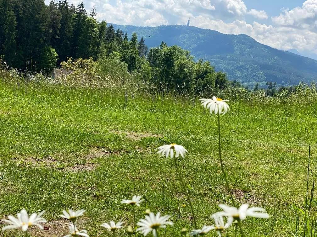 Grundstück kaufen in Klagenfurt Land – 908 m², € 180.692 – Bild 2 von 2