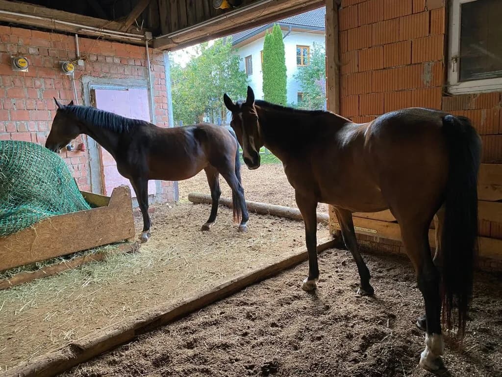 Immobilie kaufen in Urfahr-Umgebung – 240 m², € 790.000 – Bild 27 von 30