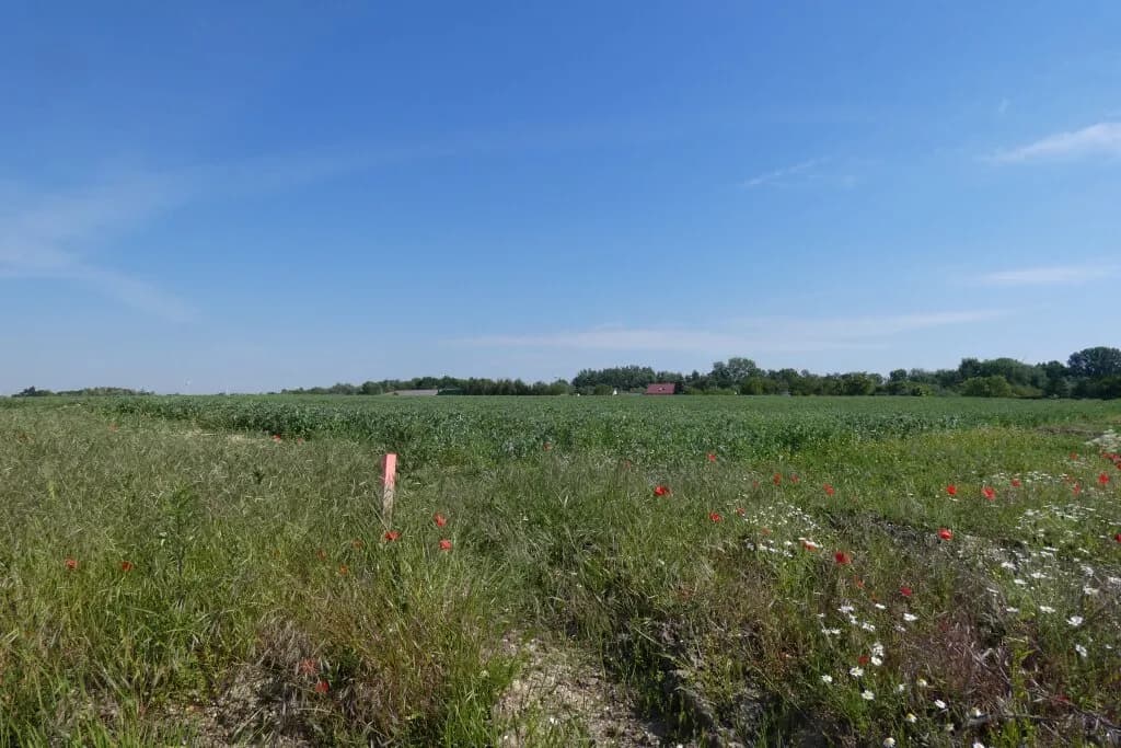 Grundstück kaufen in Neusiedl am See – 632 m², € 183.000