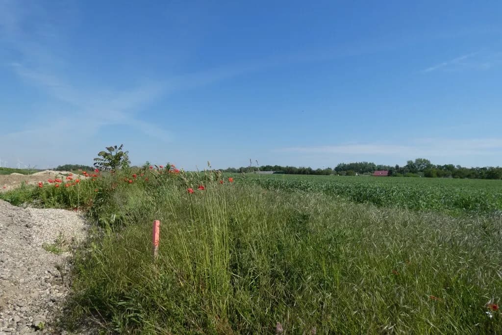 Grundstück kaufen in Neusiedl am See – 632 m², € 183.000 – Bild 5 von 5