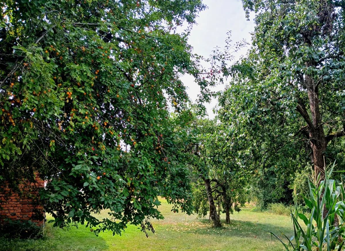 Immobilie kaufen in Südoststeiermark – 26 000 m², € 249.000 – Bild 6 von 18