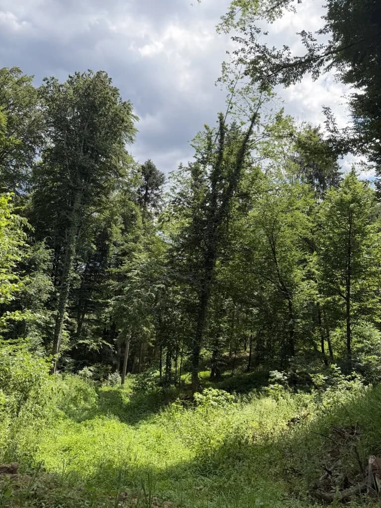 Grundstück kaufen in Weiz – 92 720 m² – Bild 3 von 6