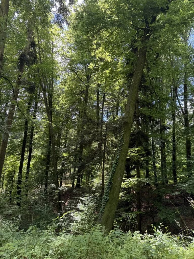 Grundstück kaufen in Weiz – 92 720 m² – Bild 4 von 6
