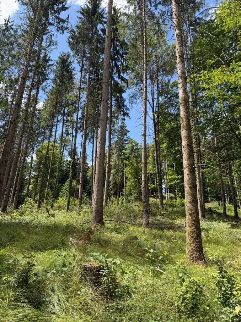 Grundstück kaufen in Weiz – 92 720 m² – Bild 5 von 6