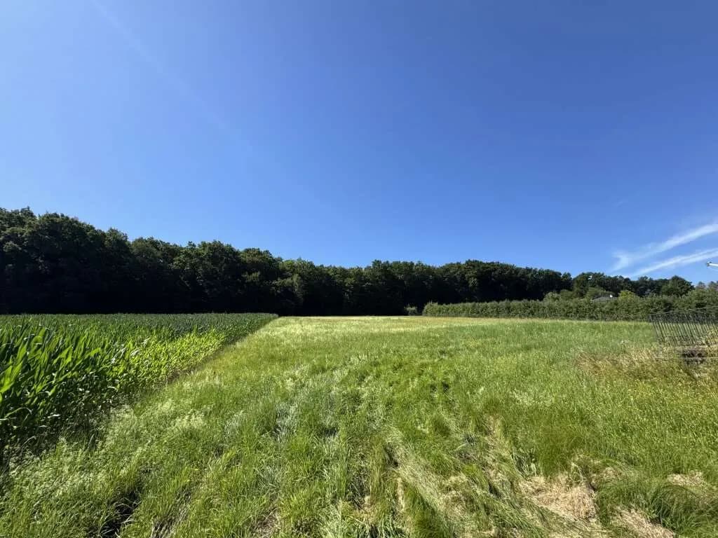 Grundstück kaufen in Südoststeiermark – 3 000 m²