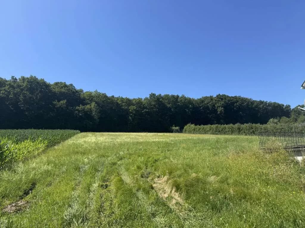 Grundstück kaufen in Südoststeiermark – 3 000 m² – Bild 2 von 3