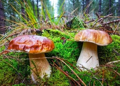 Grundstück kaufen in Murau – 110 000 m², € 2