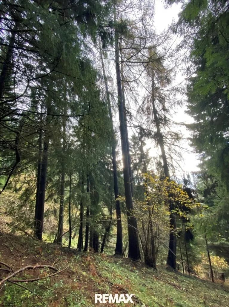 Immobilie kaufen in Spittal an der Drau – 23 054 m², € 96.000 – Bild 5 von 6