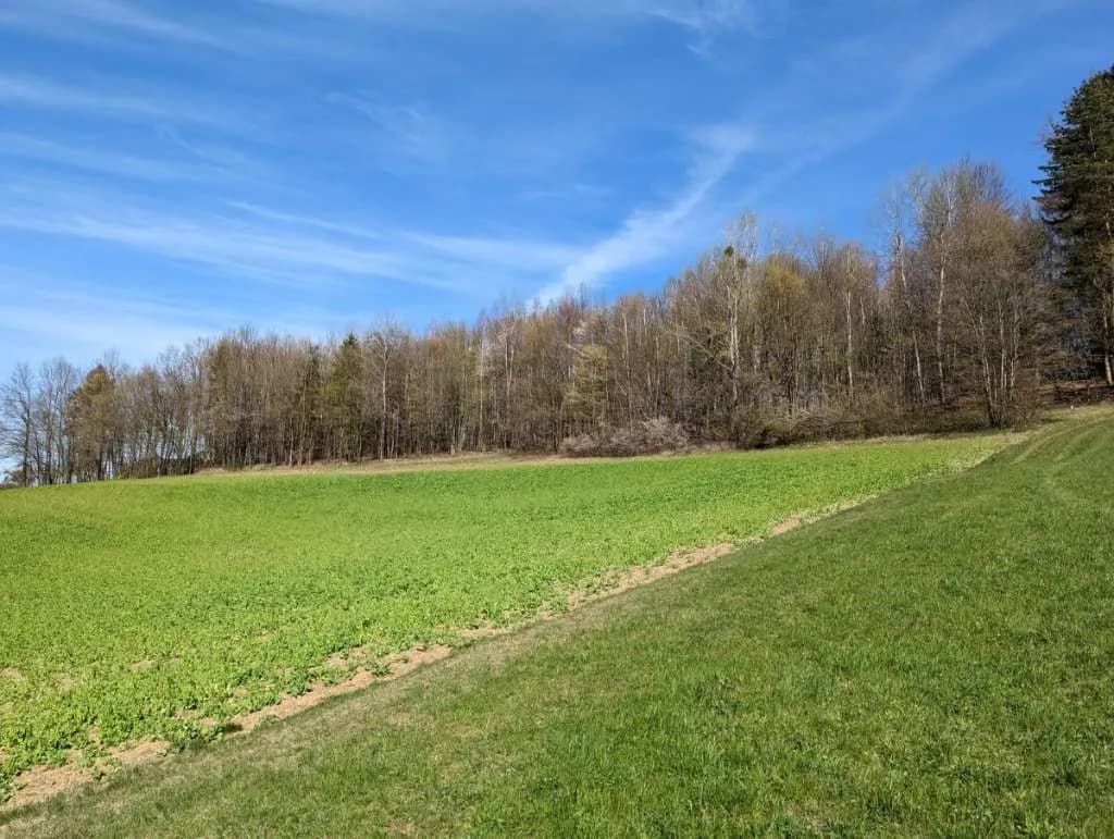 Grundstück kaufen in Leibnitz – 25 000 m², € 310.000 – Bild 3 von 8