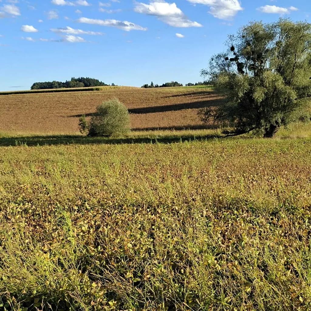 Immobilie kaufen in Wels-Land – 184 m², € 388.000 – Bild 38 von 44