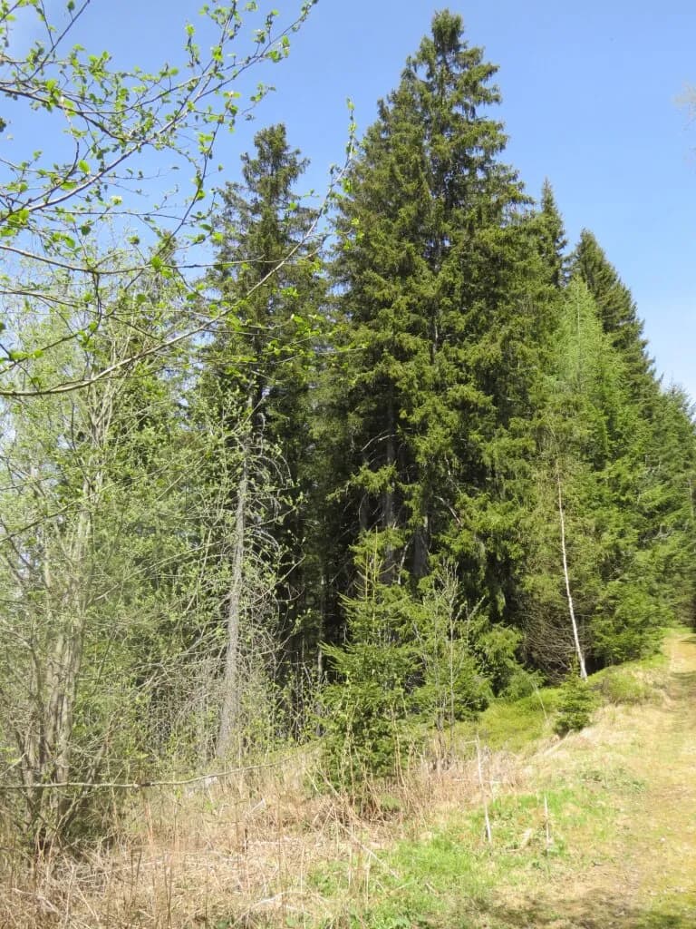 Immobilie kaufen in Murtal – 1 123 m² – Bild 4 von 6