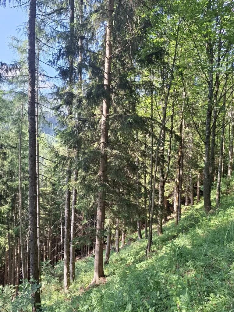 Immobilie kaufen in Bruck-Mürzzuschlag – 189 986 m² – Bild 2 von 5