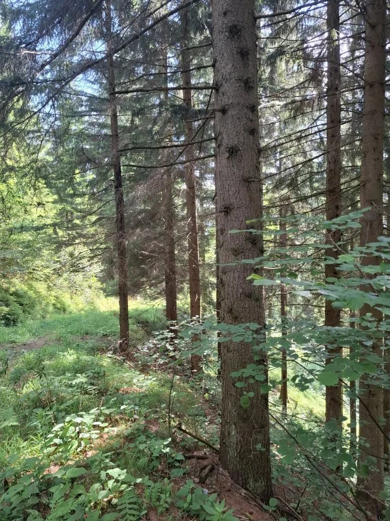Immobilie kaufen in Bruck-Mürzzuschlag – 189 986 m² – Bild 3 von 5
