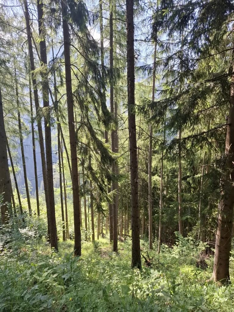 Immobilie kaufen in Bruck-Mürzzuschlag – 132 594 m² – Bild 2 von 7