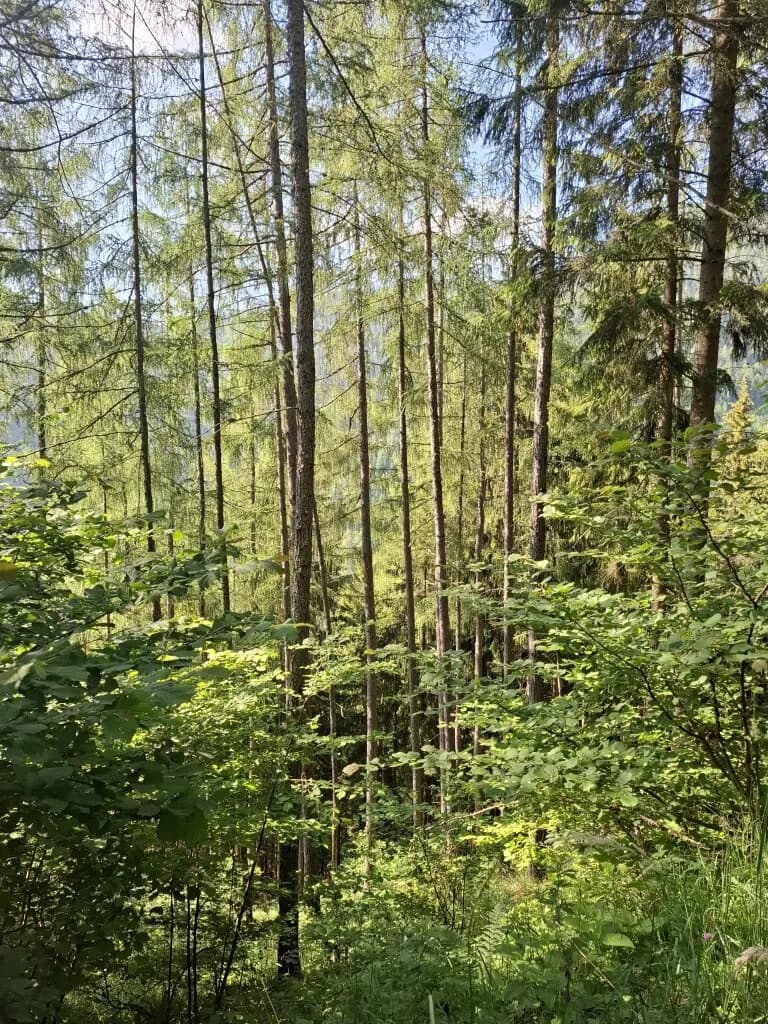 Immobilie kaufen in Bruck-Mürzzuschlag – 132 594 m² – Bild 5 von 7