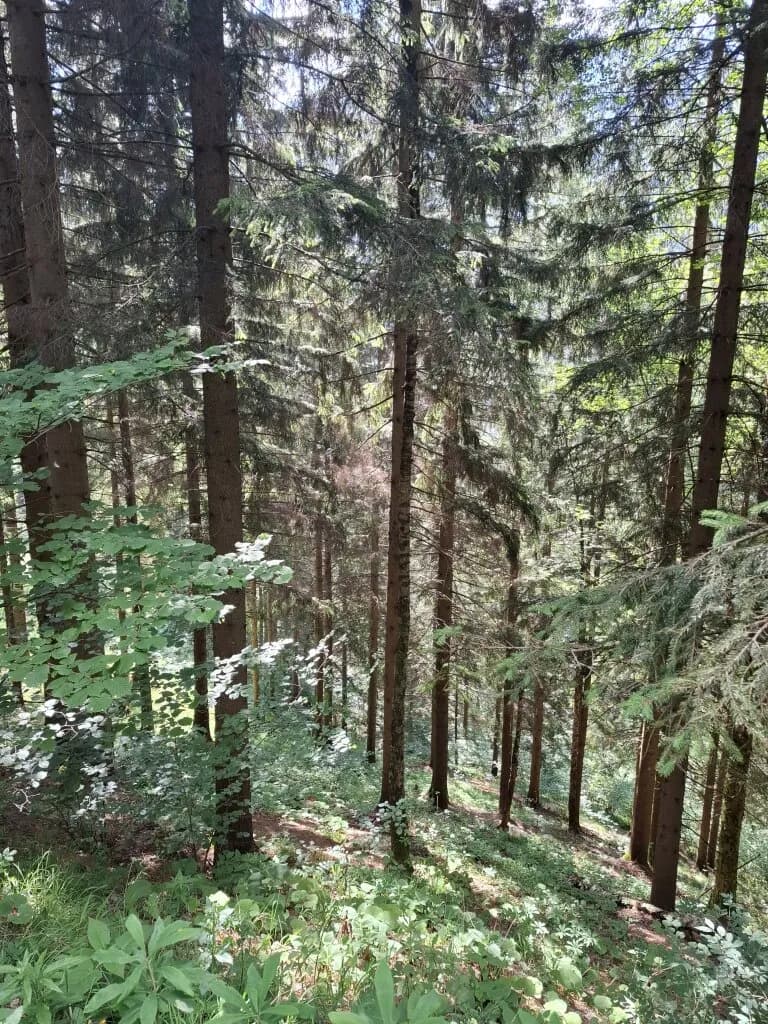 Immobilie kaufen in Bruck-Mürzzuschlag – 132 594 m² – Bild 6 von 7