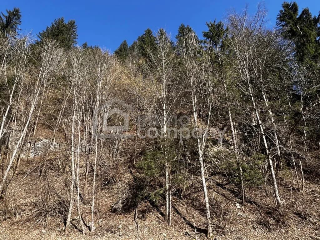 Immobilie kaufen in Sankt Veit an der Glan – 5 672 m², € 9.000 – Bild 3 von 4