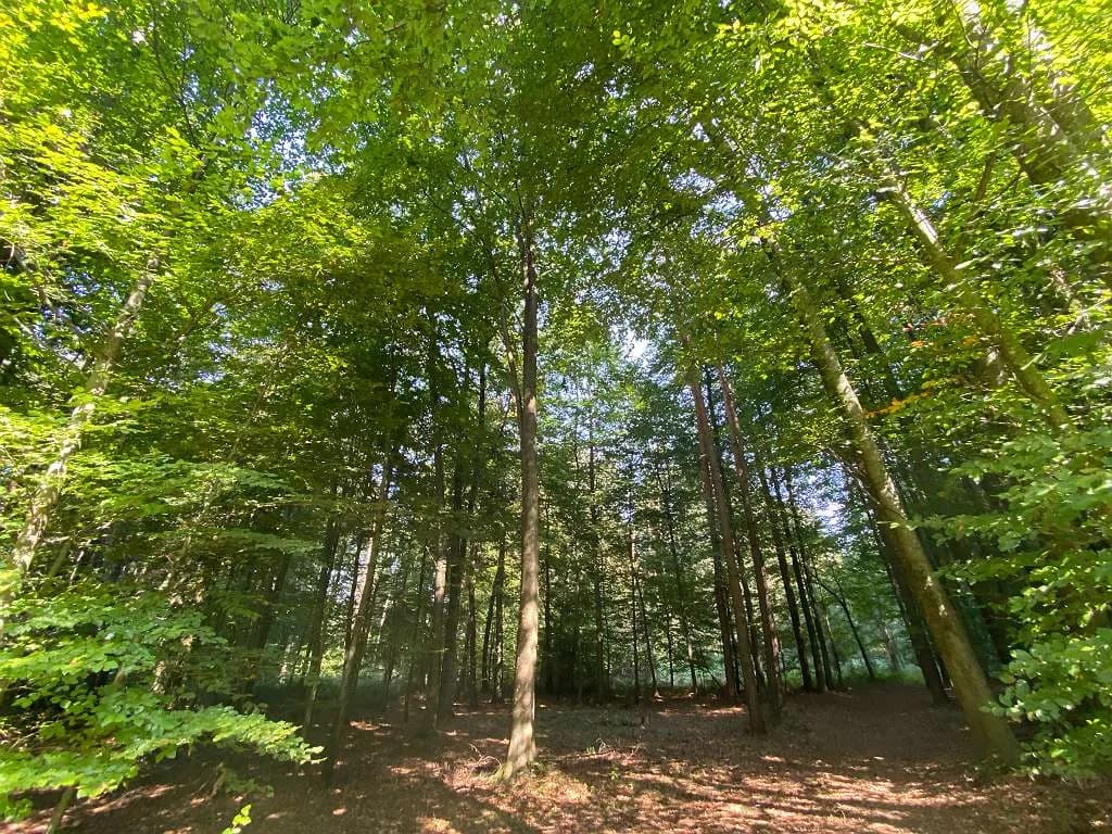 Immobilie kaufen in Südoststeiermark – 5 265 m²