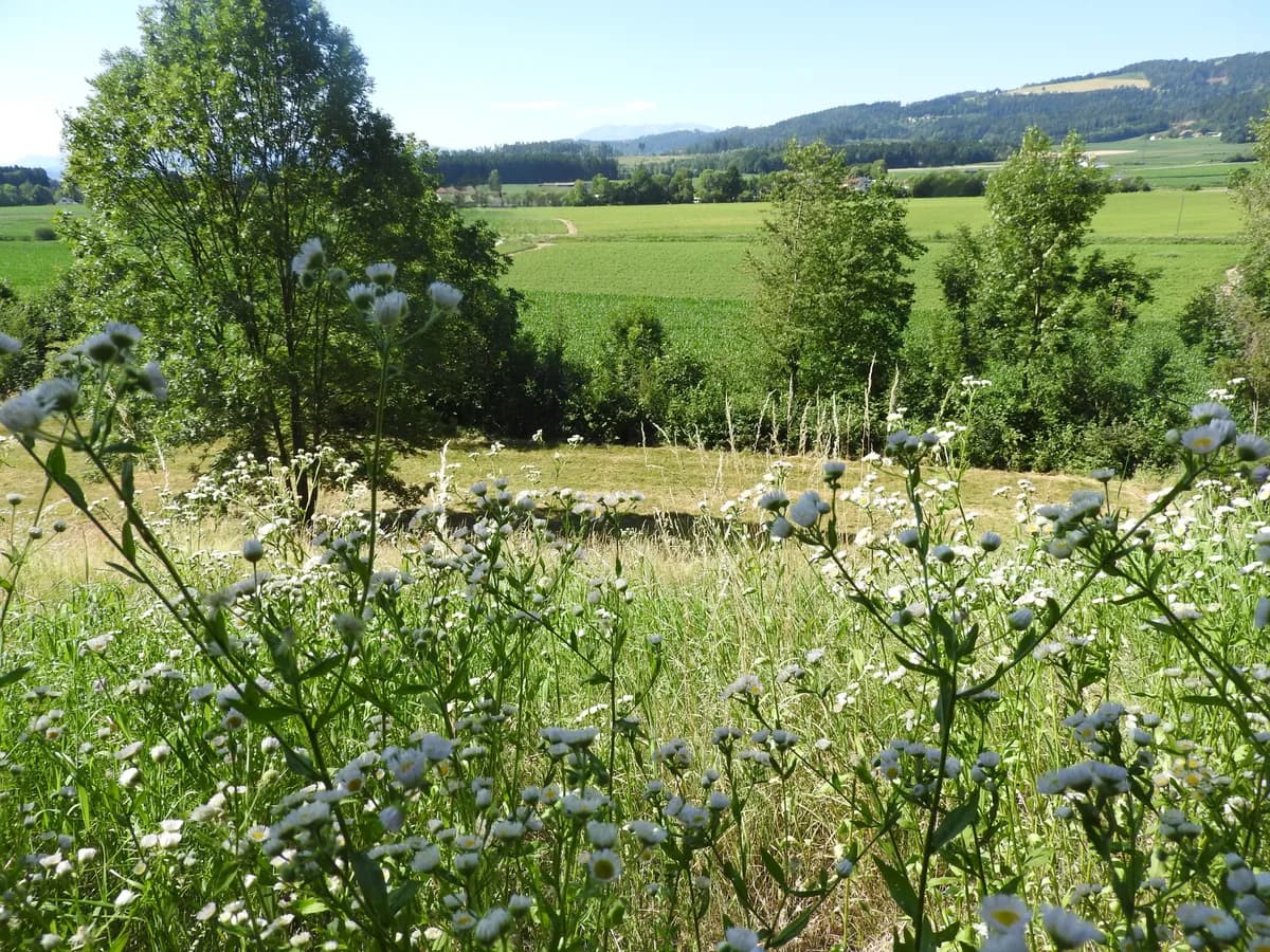 Grundstück kaufen in Wolfsberg – 1 309 m² – Bild 2 von 3