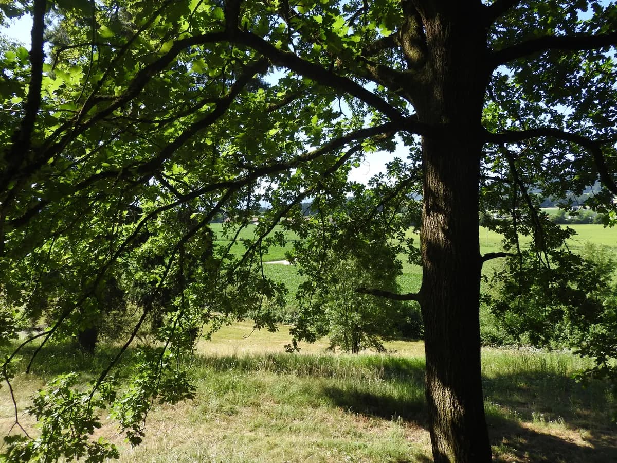 Grundstück kaufen in Wolfsberg – 1 309 m² – Bild 3 von 3