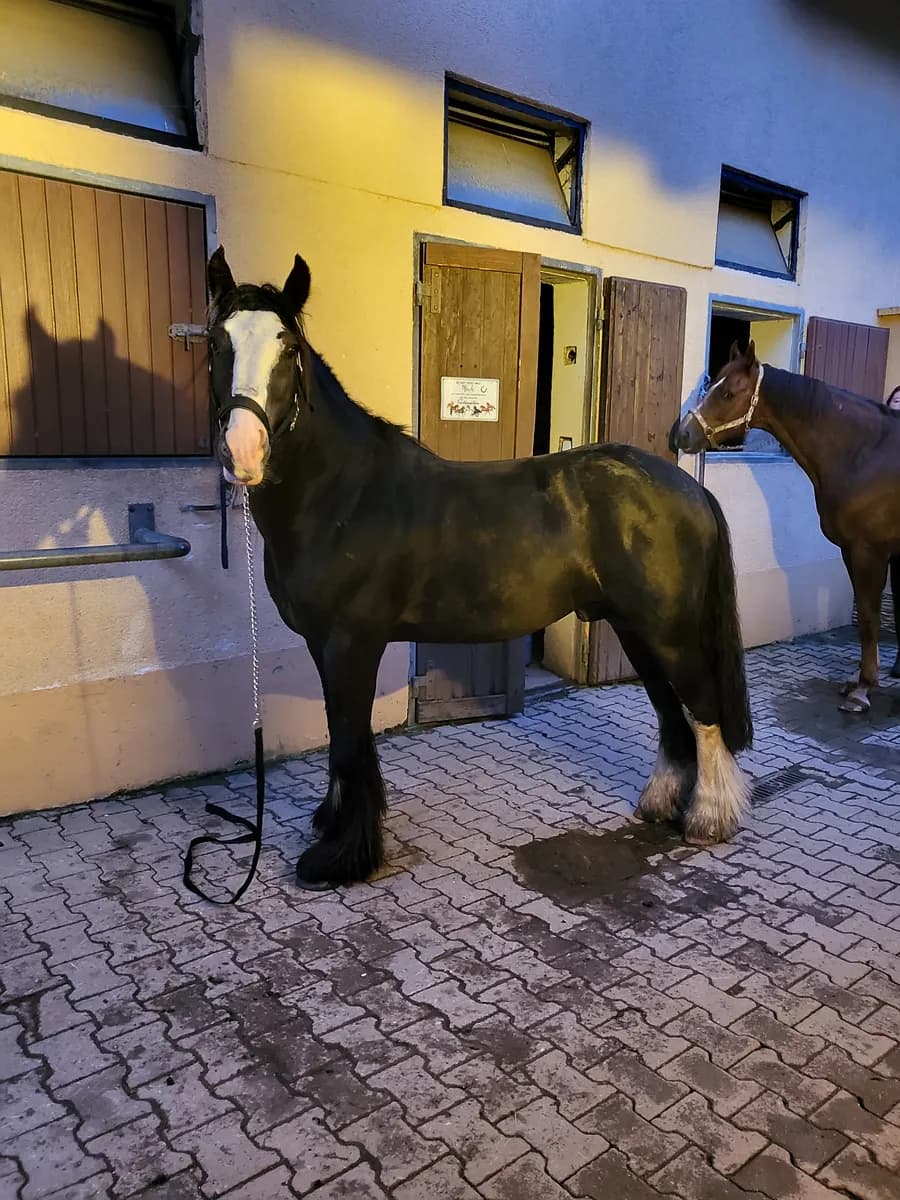 Immobilie kaufen in Deutschlandsberg – Bild 4 von 7