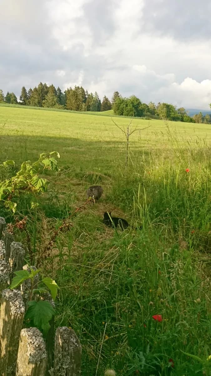 Immobilie mieten in Murau – 1 000 m² – Bild 6 von 10