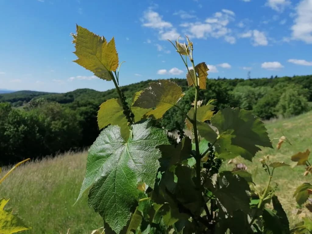 3-Zimmer-Wohnung kaufen in Südoststeiermark – 45 m², € 220.000 – Bild 3 von 48