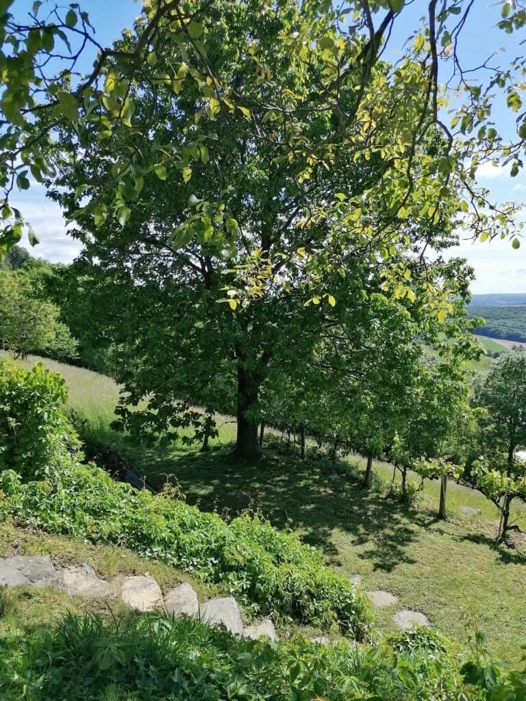 3-Zimmer-Wohnung kaufen in Südoststeiermark – 45 m², € 220.000 – Bild 42 von 48