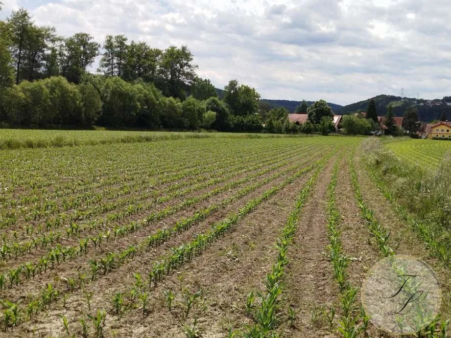 Grundstück kaufen in Weiz – 3 112 m², € 265.000