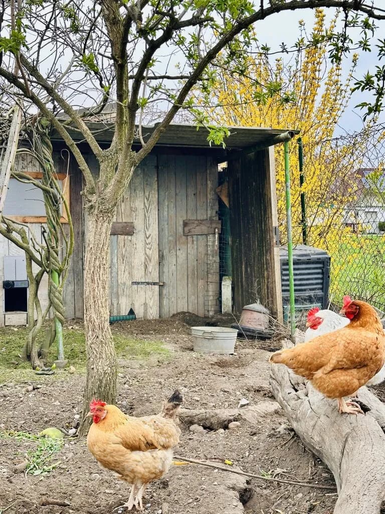 Wohnung kaufen in Neunkirchen – 998 m², € 445.000 – Bild 45 von 48