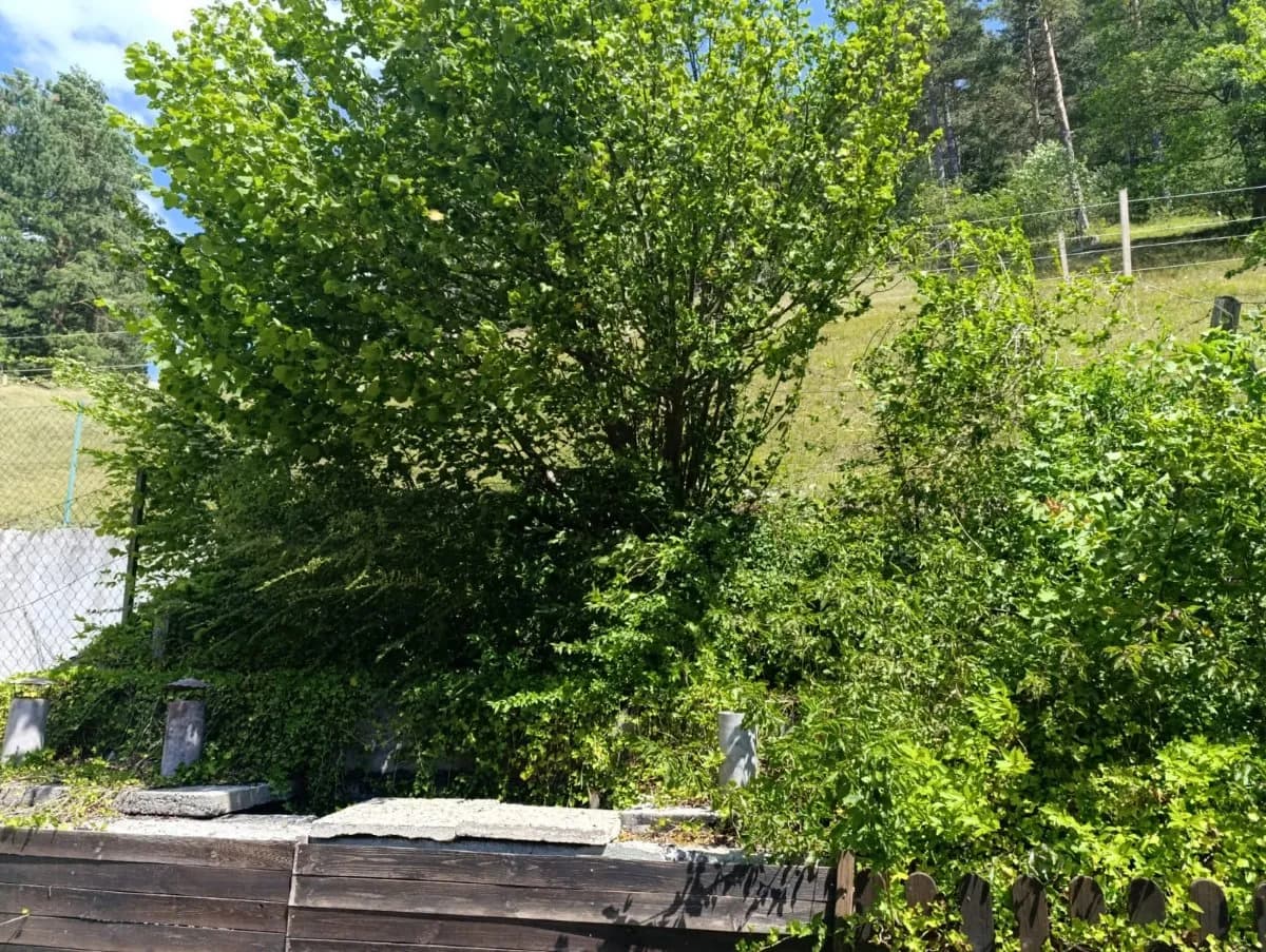 Haus mieten in Wiener Neustadt Land – 43 m², € 700 – Bild 13 von 15