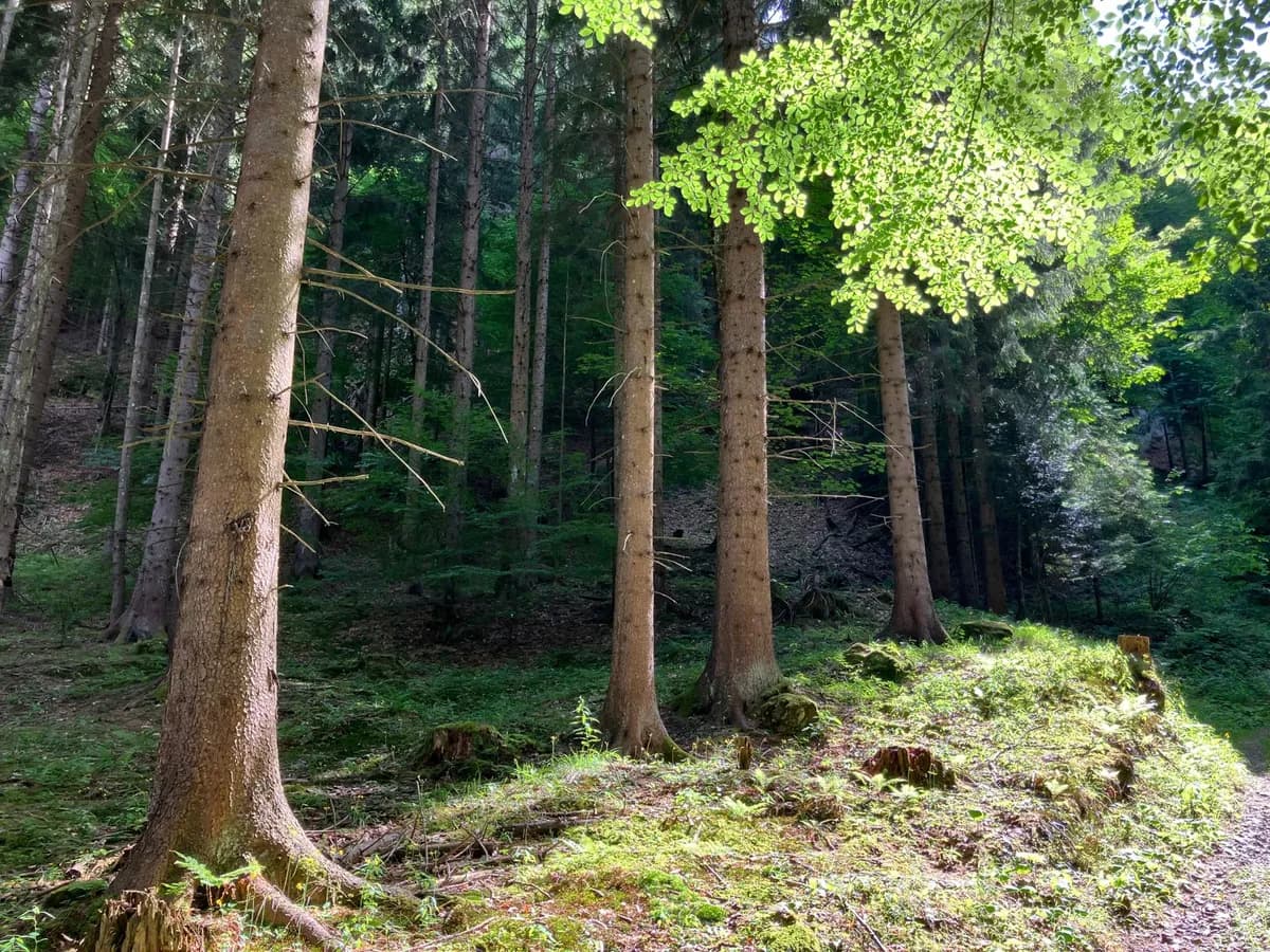 Grundstück kaufen in Hermagor – 37 976 m², € 3