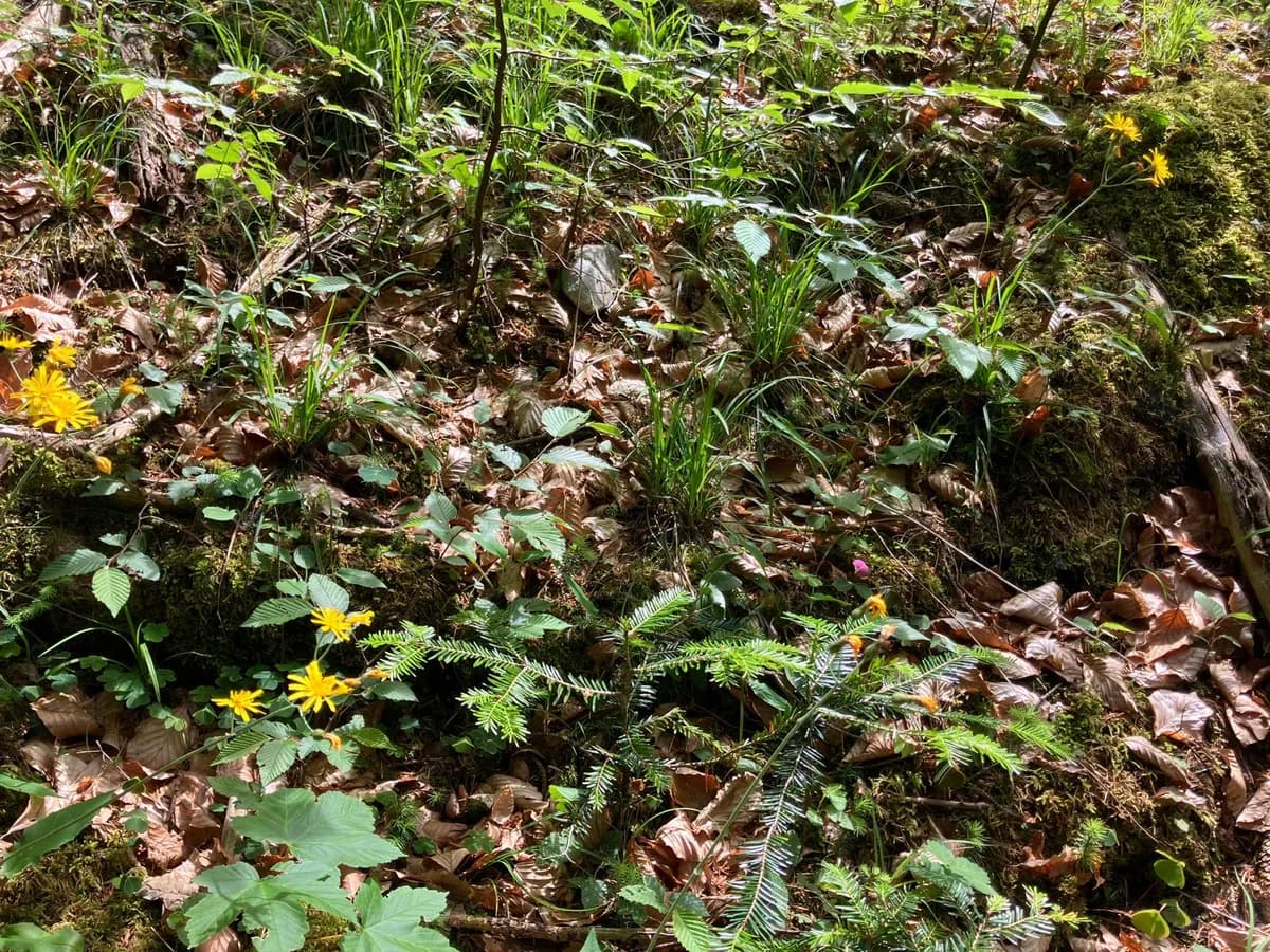Grundstück kaufen in Hermagor – 37 976 m², € 3 – Bild 10 von 24