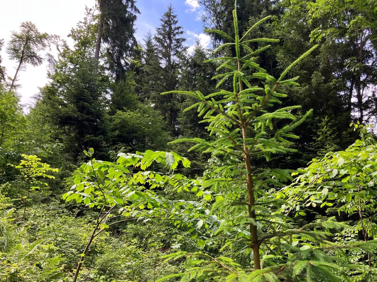 Grundstück kaufen in Hermagor – 37 976 m², € 3 – Bild 11 von 24