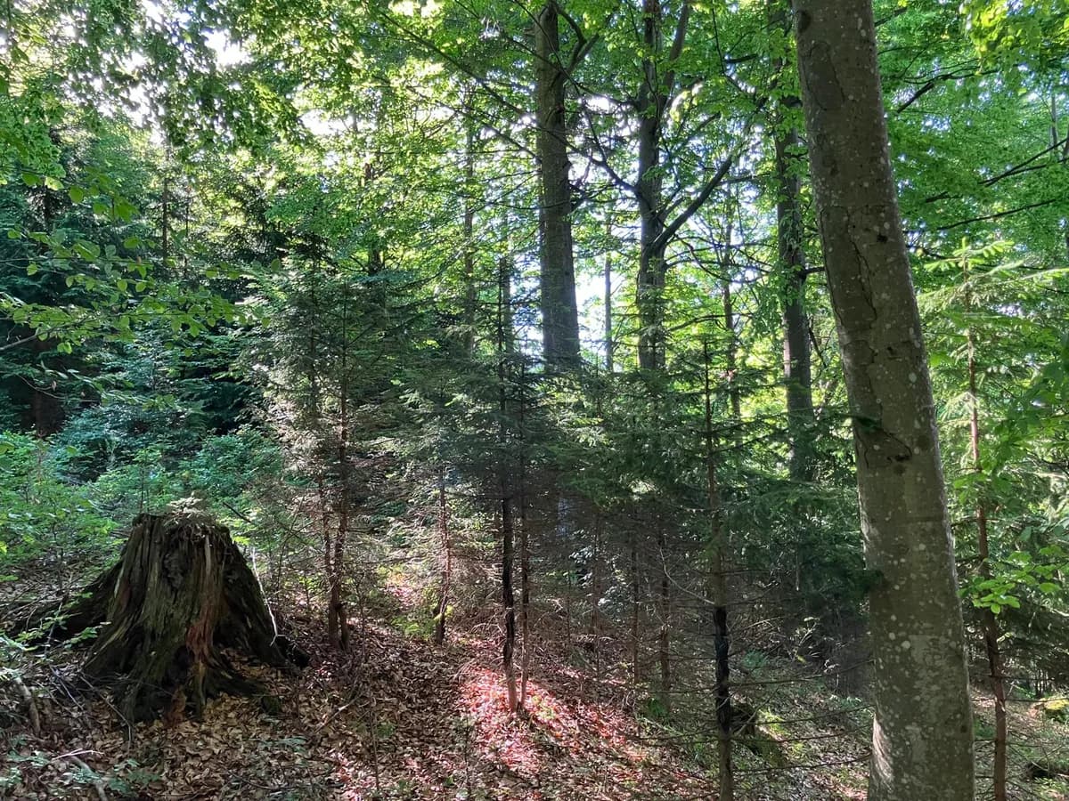 Grundstück kaufen in Hermagor – 37 976 m², € 3 – Bild 16 von 24